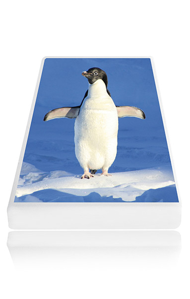 Pinguino Maxi