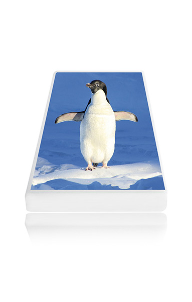 Pinguino Mini