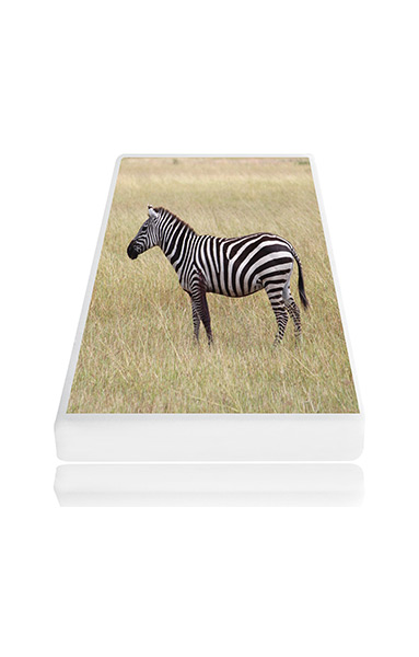 Zebra Mini
